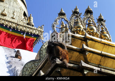 Le scimmie sul bianco Swayambhunath Stupa di Kathmandu in Nepal Foto Stock