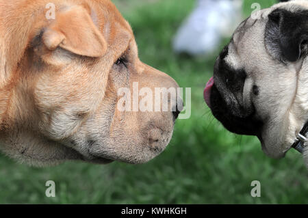 Cani cordiale incontro presso il dog show Foto Stock