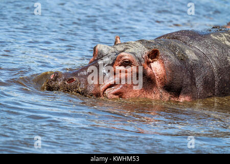 Il comune di ippopotamo, o di Ippona, è un grande, principalmente, erbivori semiaquatic mammifero nativo per l'Africa sub-sahariana Foto Stock