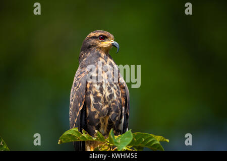 Lumaca immaturi Kite, sci.name; Rostrhamus sociabilis, accanto al Lago Gatun, parco nazionale di Soberania, Repubblica di Panama. Foto Stock