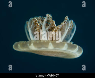 Sottosopra le meduse che si muove attraverso l'acqua Foto Stock