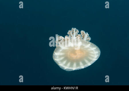 Sottosopra le meduse che si muove attraverso l'acqua Foto Stock