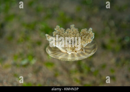 Sottosopra le meduse che si muove attraverso l'acqua Foto Stock