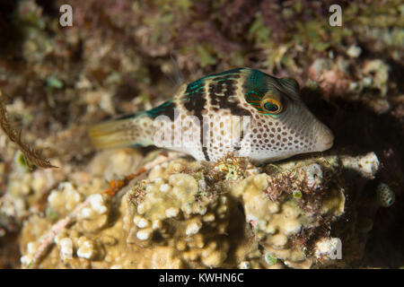 Ritratto di Valentin's sharpnose pufferfish Foto Stock