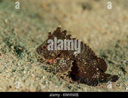 Spinosa waspfish sul fondo dell'oceano Foto Stock