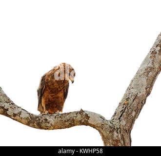 Bruno Eagle (Aquila rapax) in una struttura ad albero nel Parco Nazionale di Tarangire e Foto Stock