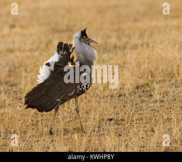 Ritratto di un maschio Kori Bustard (Ardeotis kori struthiunculus) visualizzati nel cratere di Ngorongoro Foto Stock