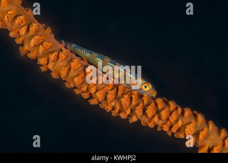 Frustino coral ghiozzo su una frusta di ramo di corallo Foto Stock