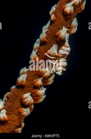 Commensali frusta di gamberi su una frusta coral Foto Stock