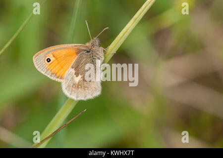 Small Heath butterfly (Coenonympha pamphilus) arroccato su una lama di erba in basso bog habitat. Littleton, Tipperary, Irlanda. Foto Stock