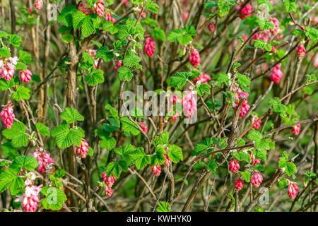 Ribes ribes fioritura in un Thames Barrier park a Londra Foto Stock