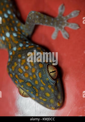 I giovani di tokay su tegole rosse Foto Stock