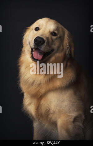 Ritratto di cani Foto Stock