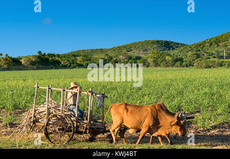 Campo cubano agricoltore sul campo di canna da zucchero sul suo carro di buoi in Santa Clara Cuba - Serie Cuba Reportage Foto Stock