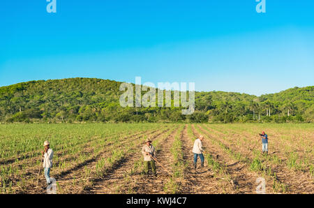 Campo cubano agricoltore sul campo di canna da zucchero durante il raccolto in Santa Clara Cuba - Serie Cuba Reportage Foto Stock