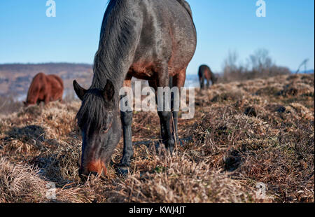 Cavalli al pascolo in un prato in montagna Foto Stock