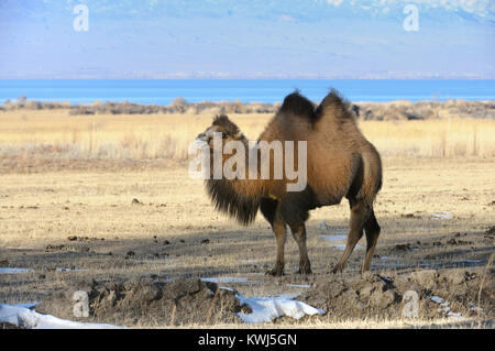 Il domestico cammello bactrian in Kirghizistan. Foto Stock