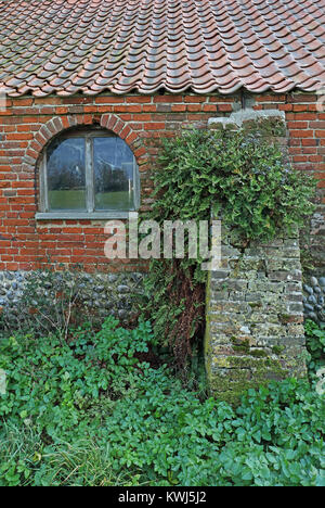 Piante che crescono su trascurato dependance Hempstead, Lessingham, Norfolk Decemberfarmbarn Foto Stock