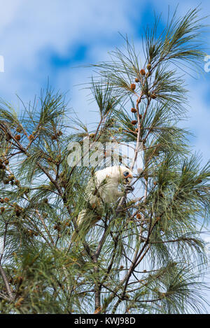 Gregge di Goffin Cacatua in alberi di Cape Byron Bay, Nuovo Galles del Sud, Australia. Foto Stock