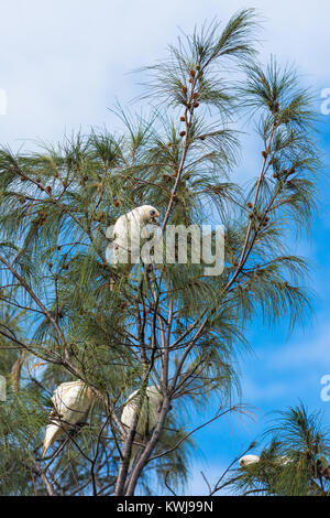 Gregge di Goffin Cacatua in alberi di Cape Byron Bay, Nuovo Galles del Sud, Australia. Foto Stock