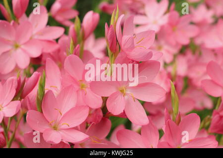 Hesperantha coccinea 'Unrise' (ex schizostylis) fiorito in un giardino di confine a fine estate, Regno Unito Foto Stock