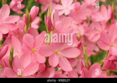 Schizostylis coccinea 'Sunrise', o Hesperantha coccinea 'Sunrise' AGM fioritura in un giardino confine in tarda estate, REGNO UNITO Foto Stock