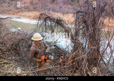 Gateway, Colorado - Lavoratori per il Bureau of Land Management rimuovere tamerici invasive dalle rive del fiume Dolores. Tamerici sono una grande pro Foto Stock