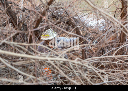 Gateway, Colorado - Lavoratori per il Bureau of Land Management rimuovere tamerici invasive dalle rive del fiume Dolores. Tamerici sono una grande pro Foto Stock