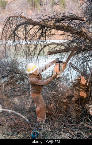 Gateway, Colorado - Lavoratori per il Bureau of Land Management rimuovere tamerici invasive dalle rive del fiume Dolores. Tamerici sono una grande pro Foto Stock