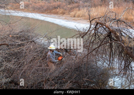 Gateway, Colorado - Lavoratori per il Bureau of Land Management rimuovere tamerici invasive dalle rive del fiume Dolores. Tamerici sono una grande pro Foto Stock