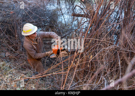 Gateway, Colorado - Lavoratori per il Bureau of Land Management rimuovere tamerici invasive dalle rive del fiume Dolores. Tamerici sono una grande pro Foto Stock