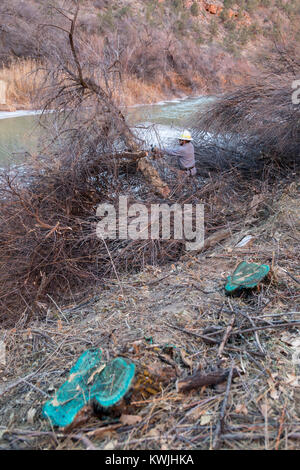 Gateway, Colorado - Lavoratori per il Bureau of Land Management rimuovere tamerici invasive dalle rive del fiume Dolores. Monconi vengono trattati con h Foto Stock