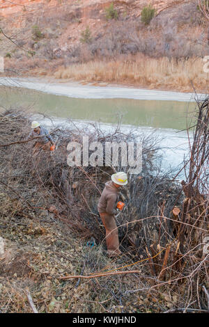 Gateway, Colorado - Lavoratori per il Bureau of Land Management rimuovere tamerici invasive dalle rive del fiume Dolores. Tamerici sono una grande pro Foto Stock