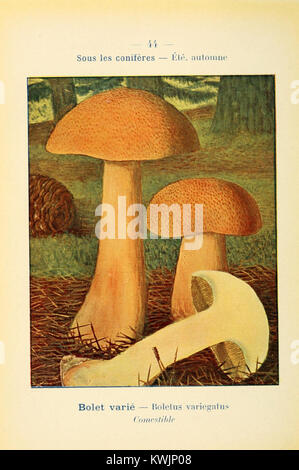 Il piatto 44 del "Nouvel atlas de poche des champignons comestibles et vénéneux" (nuovo atlante tascabile dei funghi commestibili e velenosi) mostra varie specie di funghi, con particolare attenzione alla loro identificazione e ai potenziali rischi delle varietà velenose. Foto Stock