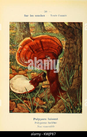 La targa 50 del "Nouvel atlas de poche des champignons comestibles et vénéneux" presenta un'illustrazione dettagliata di vari funghi, concentrandosi sulla distinzione tra tipi commestibili e velenosi, che funge da strumento educativo per l'identificazione e il consumo sicuri dei funghi. Foto Stock