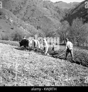 Una fotografia scattata in Slovenia nel 1954 raffigura gli agricoltori che utilizzano un sistema di imbracatura a doppio albero per arare un campo di grano, illustrando i metodi agricoli della metà del XX secolo e l'uso di animali da traino nella coltivazione dei cereali. Foto Stock