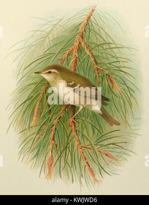 La parula con sopracciglia gialla (Phylloscopus inornatus) è una piccola specie migratoria della famiglia Phylloscopidae che si riproduce nel Paleartico orientale e inverni nel sud e sud-est asiatico. Le illustrazioni nominate attribuite all'ornitologo Grönvold appaiono nelle serie europee di illustrazione degli uccelli all'inizio del XX secolo. Foto Stock