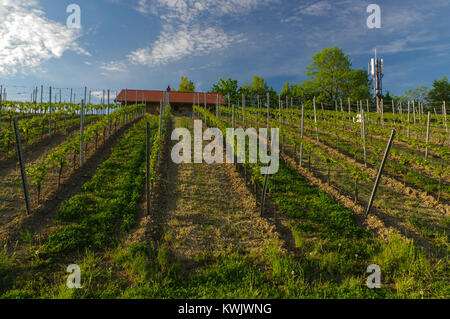 Bella e antica casa vinicola circondata da colline di vigneti. I campi di uva vicino a Würzburg, Germania Foto Stock