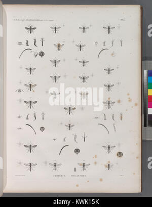 Placca scientifica raffigurante insetti di Hymenoptera, tra cui le specie Cerceris e Philanthus, che mostra la struttura anatomica e la classificazione per lo studio zoologico. Foto Stock