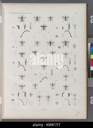 Una placca zoologica raffigurante membri del genere Sphex, appartenente all'ordine degli imenotteri, che mostra le caratteristiche anatomiche utilizzate nella classificazione e nello studio entomologici del XIX secolo. Foto Stock