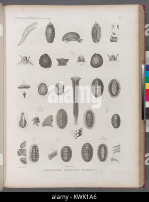 Placca zoologica scientifica raffigurante gastropodi tra cui Pleurorami, Émarginules e Oscabrions, che mostra dettagliate strutture anatomiche per tassonomia e classificazione. Foto Stock