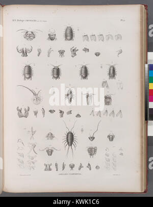 Un'illustrazione zoologica raffigurante crostacei come Asello e legno, evidenziando caratteristiche anatomiche e classificazione all'interno degli studi zoologici. Foto Stock