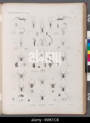 Una placca zoologica raffigurante aracnidi, tra cui ragni uloboridi, eugnatidi ed epeiridi, che illustra strutture anatomiche e web per la ricerca aracnologica del XIX secolo. Foto Stock