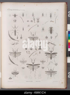 Una placca zoologica raffigurante gli insetti ortoteri, tra cui le parrucche (Forficula) e le mantise, che illustrano le loro caratteristiche anatomiche e la classificazione all'interno dell'entomologia. Foto Stock