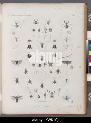 Un'illustrazione zoologica raffigurante mantisi e scarafaggi dell'ordine Ortodotera, concentrandosi sulle loro caratteristiche anatomiche e classificazione negli studi entomologici del XIX secolo. Foto Stock