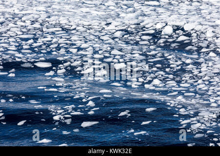 Floating mare di ghiaccio; Anvers Island; Antartide Foto Stock