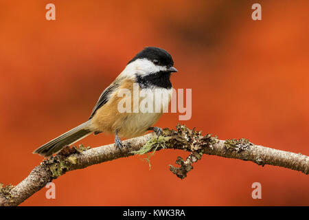 Un Black-capped Luisa in autunno. Foto Stock