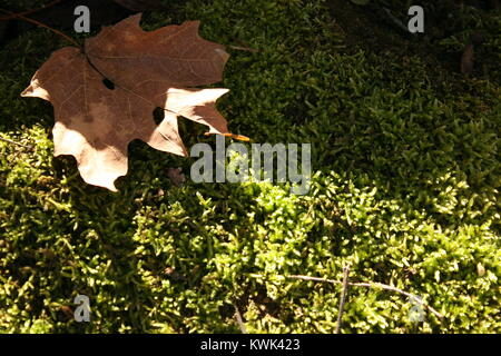 Area di muschio che le fate sono trovati a. Foto Stock