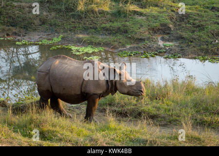 I capretti maggiore di un corno di rinoceronte (Rhinoceros unicornis) in Chitwan il parco nazionale, il Nepal Foto Stock