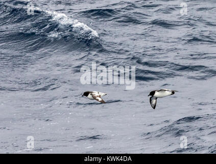 Cape Petrel; Daption capense; bird sorvolando il passaggio di Drake tra Argentina e Antartide Foto Stock